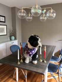 Poster for Other video from Bear The Sheepadoodle