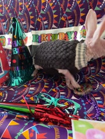 Poster for Birthday video from Mr Bigglesworth