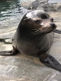Poster for Birthday video from Diego the Sea Lion