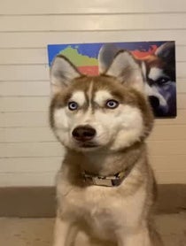 Poster for Other video from Banner The Super Dog