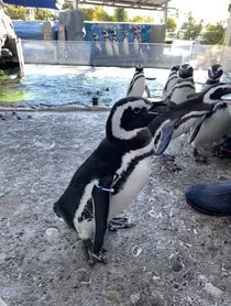 Poster for Gift video from Penguins - Aquarium Of The Pacific