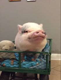 Poster for Birthday video from My Best Friend Hank