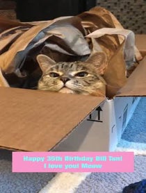 Poster for Other video from Nala Cat