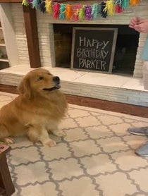Poster for Birthday video from Cooper the Golden Retriever