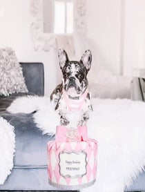 Poster for Birthday video from M O C H A  T H E  M E R L E