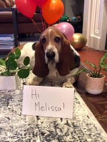 Poster for Other video from Dean the Basset