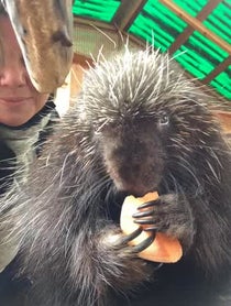Poster for Question video from Henry the Porcupine