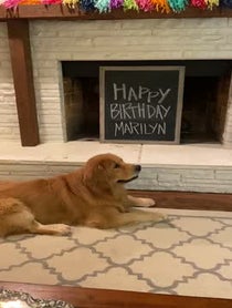 Poster for Birthday video from Cooper the Golden Retriever