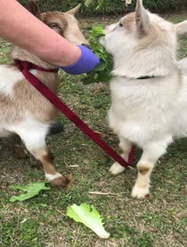 Poster for Other video from Pygmy Goats