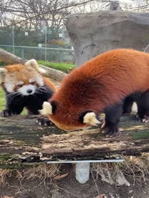 Poster for Other video from Red Pandas