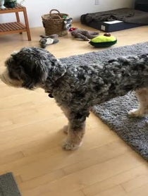 Poster for Birthday video from Blueberrythedoodle