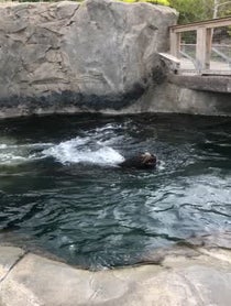 Poster for Other video from Diego the Sea Lion