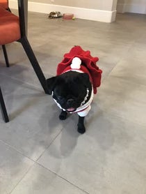 Poster for Other video from Chubbs The Wampug