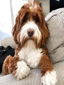 Poster for Other video from Jolene the Labradoodle