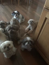 Poster for Birthday video from Jersey Shih Tzu