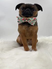 Poster for Holiday video from Walter the Griff