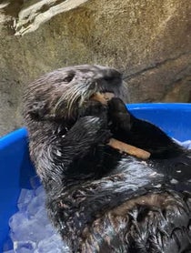 Poster for Gift video from Georgia Aquarium