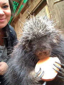 Poster for Anniversary video from Henry the Porcupine