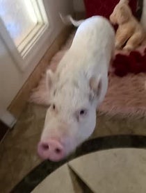 Poster for Gift video from Paris The Mini Pig