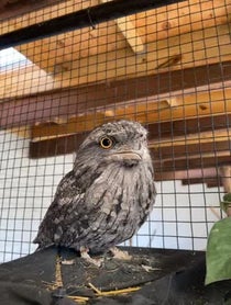 Poster for Pep Talk video from Darwin the Tawny Frogmouth