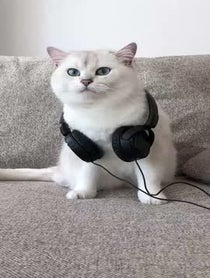 Poster for Other video from Coby The Cat