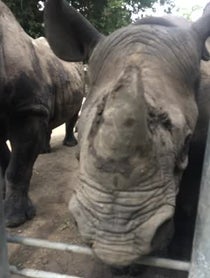 Poster for Birthday video from Rhinos