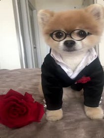 Poster for Birthday video from Bentley The Pom