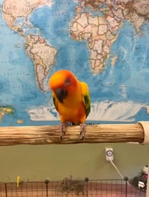 Poster for Holiday video from Lucy the Sun Conure