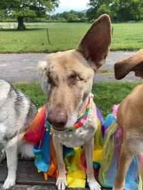 Poster for Birthday video from Maggie the Wunderdog