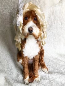 Poster for Other video from Jolene the Labradoodle