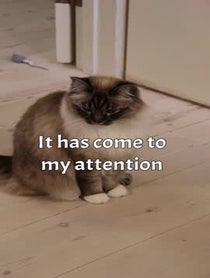 Poster for Birthday video from Nelly and Gilbert the cats