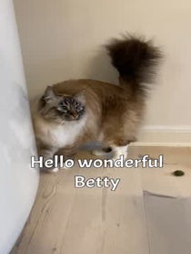 Poster for Mother's Day video from Nelly and Gilbert the cats