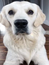 Poster for Other video from Leo the Golden Retriever