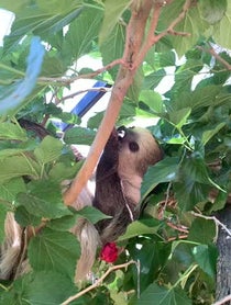 Poster for Birthday video from Fernando the Sloth