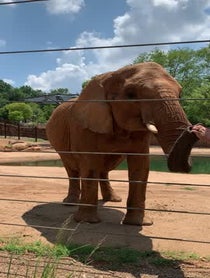 Poster for Birthday video from Kelly the African Elephant