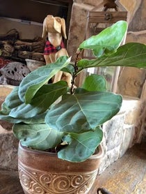 Poster for Birthday video from Rocky Paterra