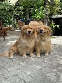 Poster for Birthday video from Molson & Maple | Golden Retrievers