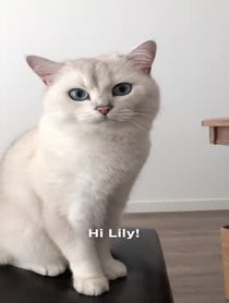 Poster for Other video from Coby The Cat