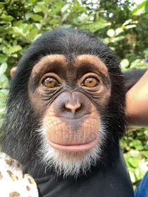 Poster for Other video from Angada Chimp