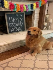 Poster for Birthday video from Cooper the Golden Retriever