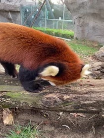 Poster for Other video from Red Pandas