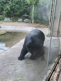 Poster for Birthday video from Black Bears