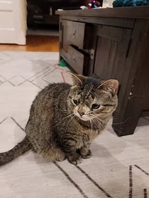 Poster for Holiday video from Maya the Cat