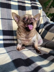 Poster for Other video from Bruno Mars The Chihuahua