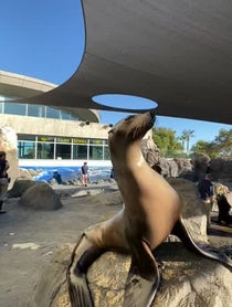 Poster for Other video from Aquarium of the Pacific Seals/Sea Lions