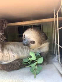 Poster for Birthday video from Fernando the Sloth