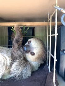 Poster for Birthday video from Fernando the Sloth