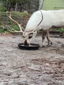 Poster for Question video from Aoife The Reindeer