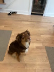 Poster for Other video from Chester the Good Boy