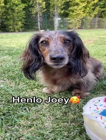 Poster for Birthday video from Holly and Hazelnut